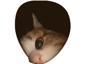 Кот
